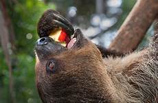 sloth toed two apple animals animal sloths eating eat zoo diego san fresh fruits