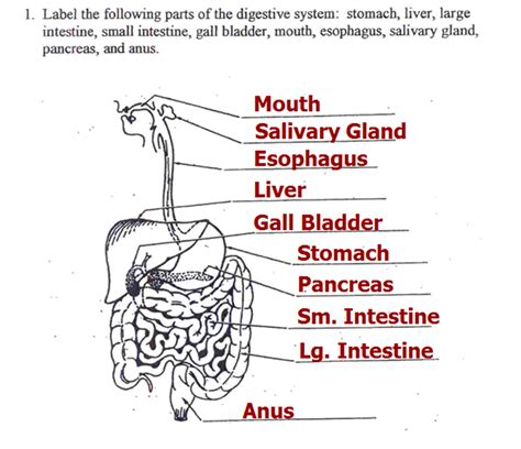 ️digestive System Gizmo Worksheet Answers Free Download