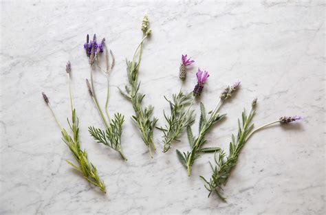 Everything You Need To Know About Lavender Plus 5 Kinds To Grow