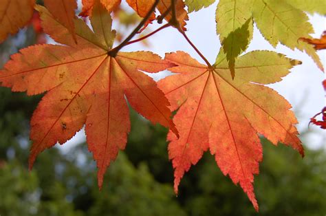 Gambar Cabang Menanam Musim Gugur Pohon Maple Daun Maple Tanaman