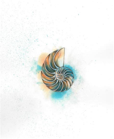 Nautilus Shell Drawing By Susie Bell Fine Art America