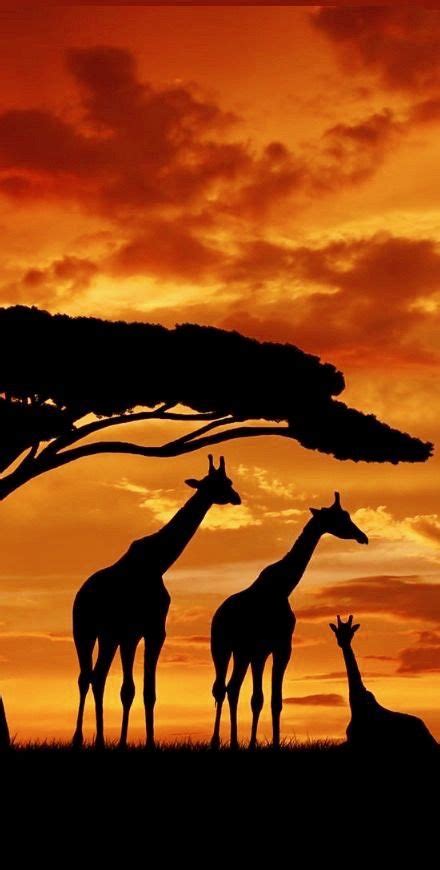 Giraffes At Sunset In South Africa Travel Cape