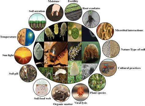 Abiotic And Biotic Factors Affecting The Soil Microbiome Download