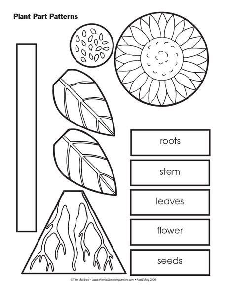 Parts of a plant song. Parts of a Plant Song - The Mailbox | Plants kindergarten, Plant activities, Plant science