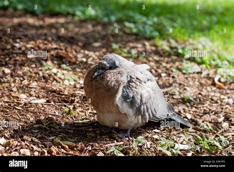 Fat Pigeon Hi Res Stock Photography And Images Alamy
