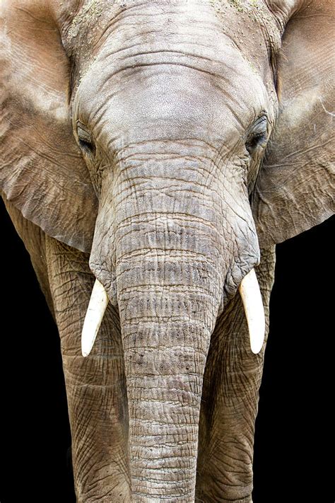 Elephant Face Closeup Looking Forward Photograph By Good Focused Pixels