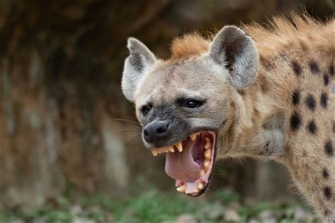 What Do Hyenas Eat A Guide To Their Diet A Z Animals
