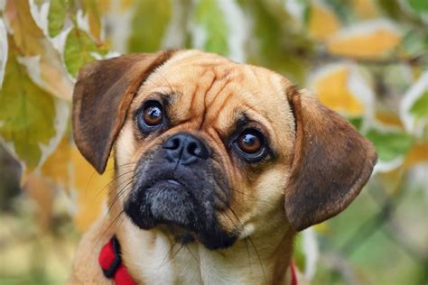 Puggle Dog Breed Information And Characteristics Daily Paws