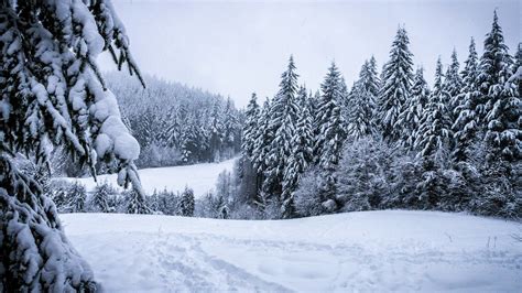 Mobile Phone Snow Beautiful Nature Green