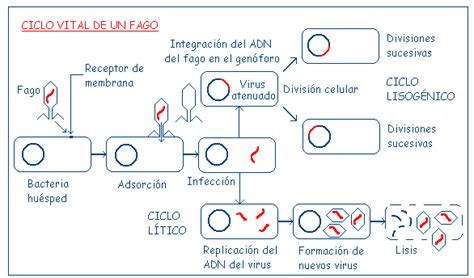 Neurologic manifestations of varicella zoster virus infections // curr neurol neurosci rep. Biologia 1