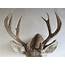 Mule Deer Taxidermy Shoulder Mount For Sale DM 112 – Mounts