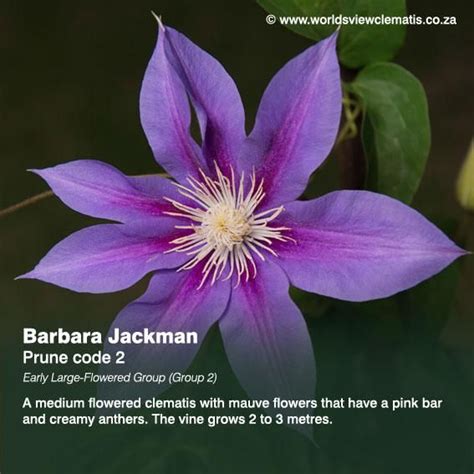 Save clematis plants to get email alerts and updates on your ebay feed.+ flexigro plant support trellis metal panels steel clematis beans peas mesh climb. Barbara Jackman - Worlds View Clematis, Clematis, Nursery ...