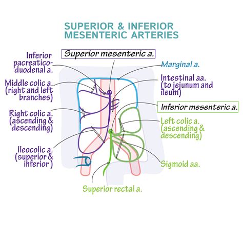 Superior Vs Inferior Anatomy Slide Share