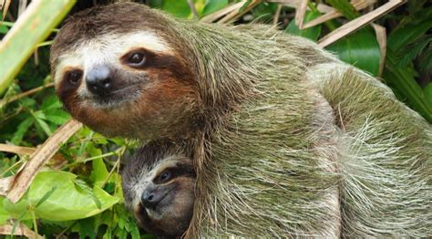 The 7 Most Interesting Sloth Facts The Great Projects