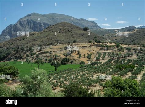 Olive Grove Greece High Resolution Stock Photography And Images Alamy