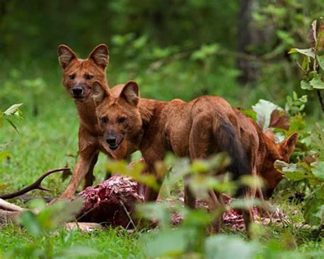 Fast Fact Attack Endangered Species No 71 The Dhole Or Asiatic Wild