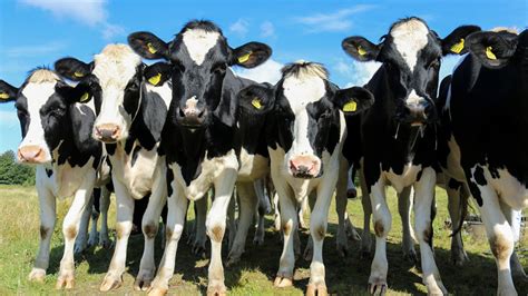 After the us pilot set a course away from the russian mainland, the fighter disengaged, reports say. Russia Is Importing Thousands of Cows From Europe - The ...