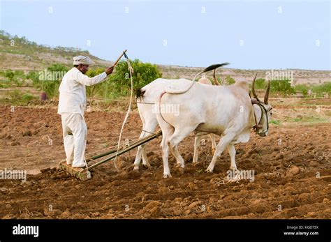Farmer Plowing With Bulls And Wooden Plough Maharashtra India Stock