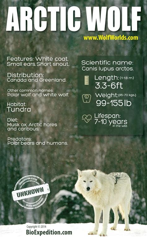 Arctic Wolf Infographic Animal Facts And Information Arctic Wolf