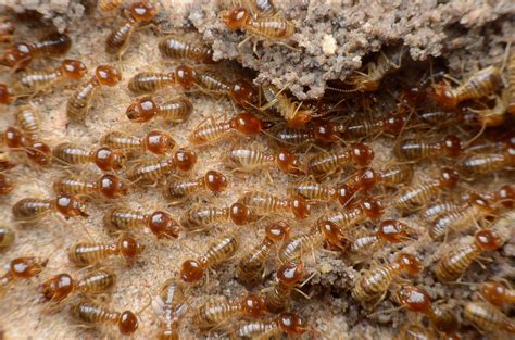 5 Types Of Termites Different Kinds Of Termite Species Pestwiki