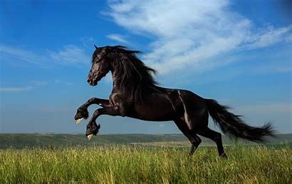 Horse Horses Wallpapers Awesome Allhdwallpapers