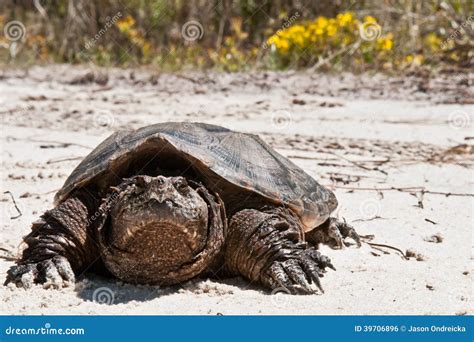 Common Snapping Turtle Georgia Usa Royalty Free Stock Image