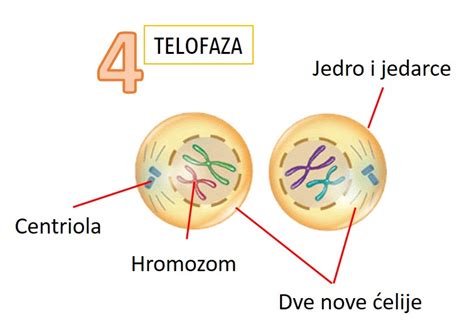 Ćelija Deoba ćelija Shtreber