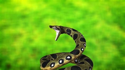 Las Serpientes Más Grandes Del Mundo Kiwoko