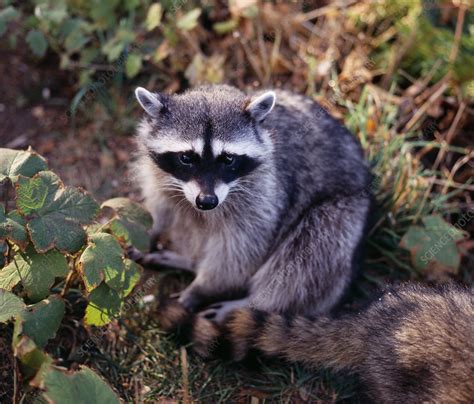 Raccoon Stock Image Z9240034 Science Photo Library