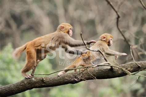 Monkeys Are Playing Stock Photo Royalty Free Freeimages