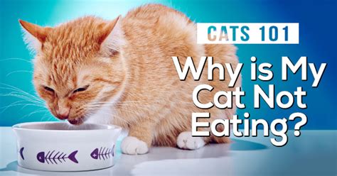 Your cat's lack of eating can also be a symptom of a disease or problem that's causing pain or discomfort. Cat Not Eating? Here's What You Can Do When Your Cat Won't Eat