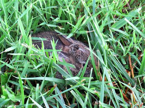Baby Rabbit Brenda Found It Hiding In Our Yard Lucky I Had Flickr
