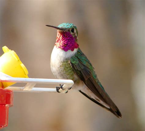 A Guide To American Hummingbirds Home Garden And Homestead