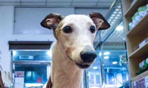 Retired Racing Greyhounds Put Down For Being Timid Noisy Or
