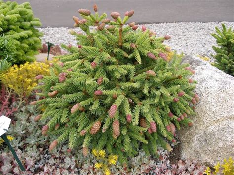 Picea Abies Pusch Norway Spruce Norway Spruce Picea Abies