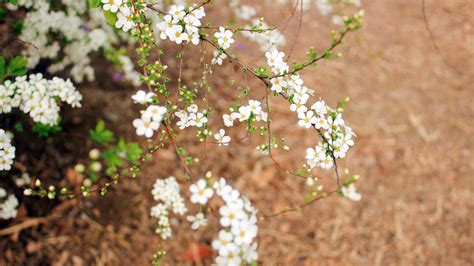 Spring Pear Tree Sprouting White Flowers Photo Preview