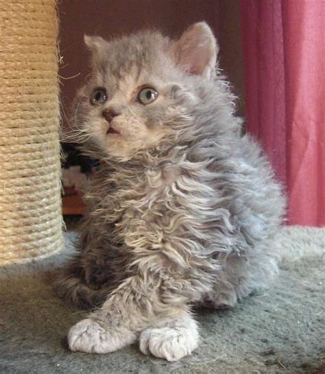 Selkirk Rex Cat Info History Personality Kittens Pictures