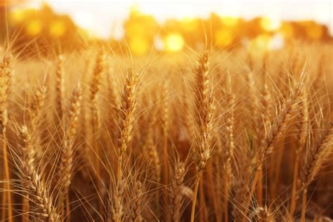 Wisconsin Wheat Harvest Forecast Mid West Farm Report