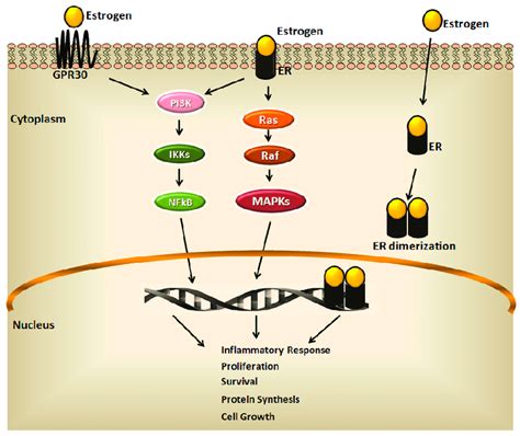 The Estrogen Signaling Pathway The Estrogen Signaling Mainly Includes Download Scientific