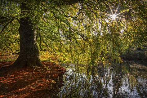 Beech On The Shore A Tree Planted By The Rivers Of Wate Flickr