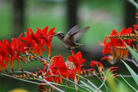 I Love When Hummingbirds Come To My Garden It Screams Success