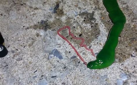 Mystery Worm Like Sea Creature Causes Panic In Taiwan