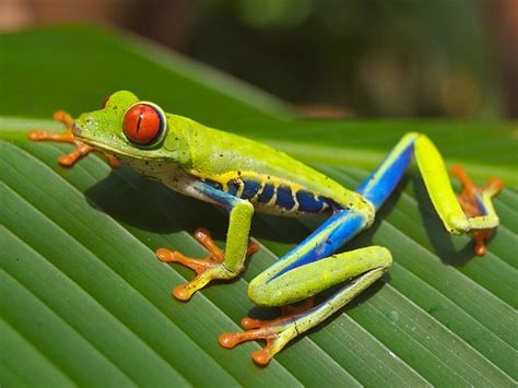 While they are closely tied to the geographical boundaries of the tropics, not all the land in the tropics is covered by tropical rainforests. Tropical Rainforest Biome: Climate, Precipitation ...