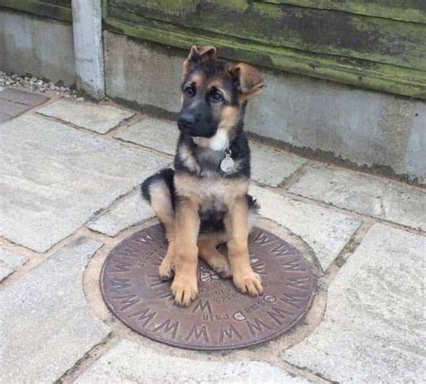 How To Train A German Shepherd Puppy To Stay Outside World Of Dogz