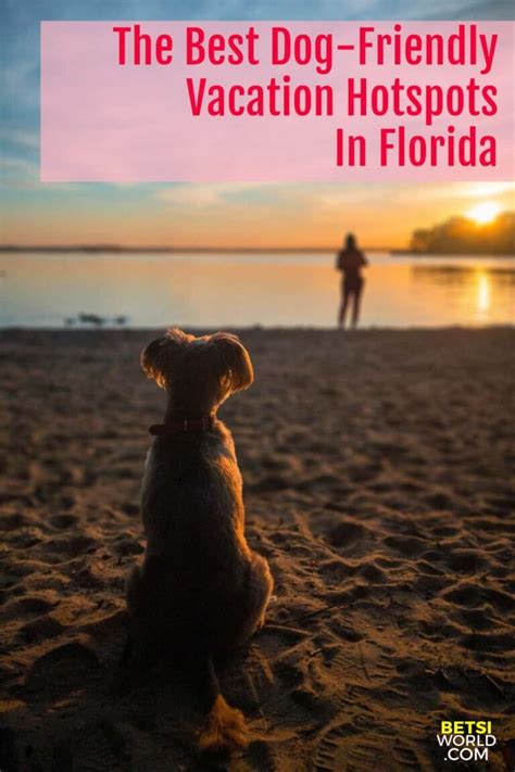 The Best Dog Friendly Vacation Hotspots In Florida Betsis World
