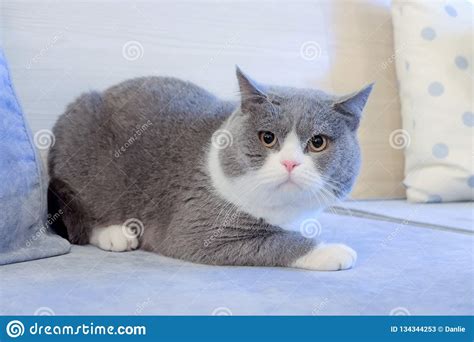 Fat Cat Crouching On Sofa Stock Image Image Of Eyes