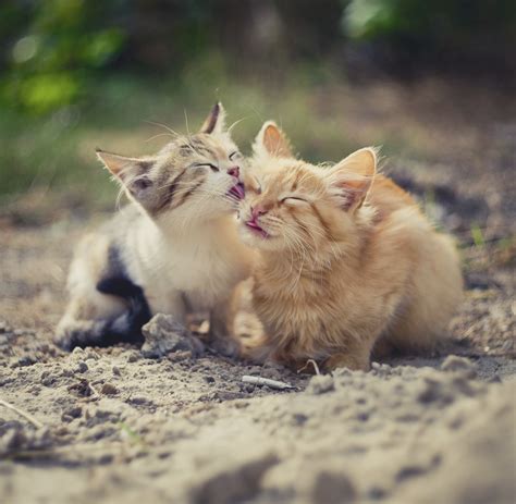 Some Top Tips For The Best Kitten Health Care