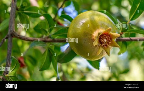 Pomegranate Orchard Hi Res Stock Photography And Images Alamy