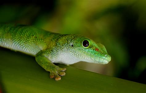 Free Images Nature Wildlife Fauna Green Lizard Gecko Close Up