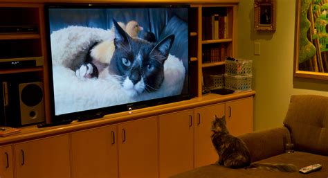 Watching Tv On Comcats Siberian Cats Animals Cats